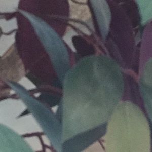 Meet your Posher, Isabella